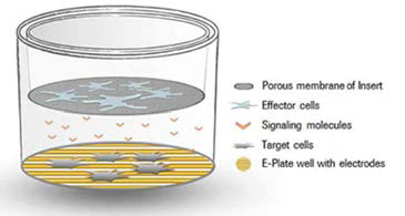 Cell culture modified insert model