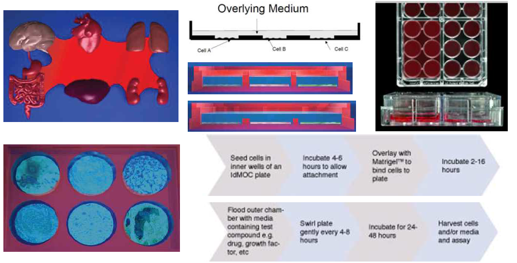 Schematic representation of the principles of the IdMOC experimental system