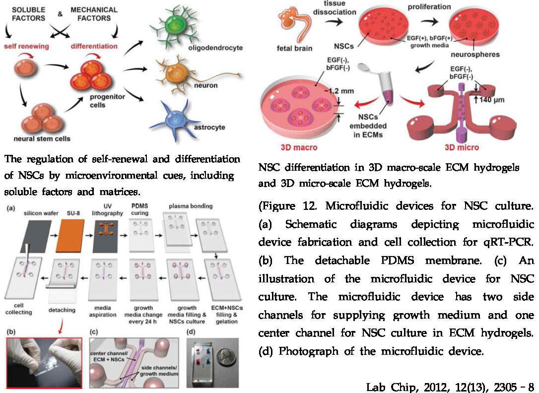 Microfluidic devices for NSC culture