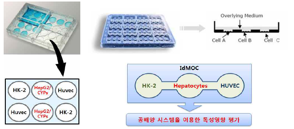 Structure and principle of IdMOC plate and arrangement of three kinds of cells in a IdMOC plate