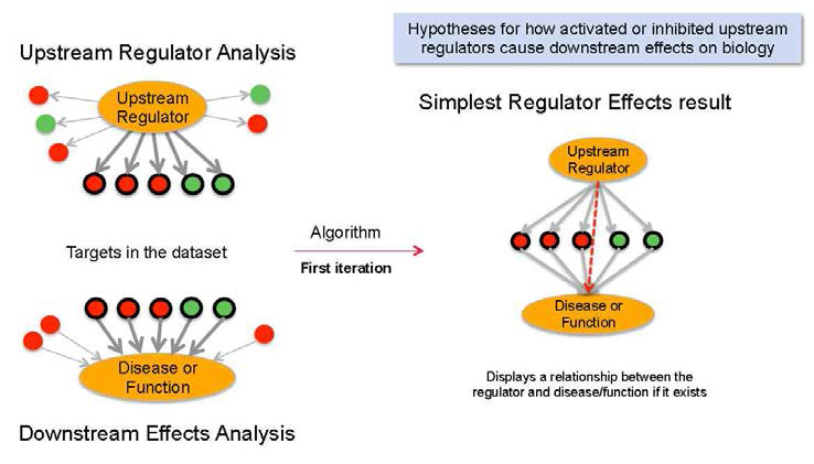 Relationship between upstream regulators and target genes