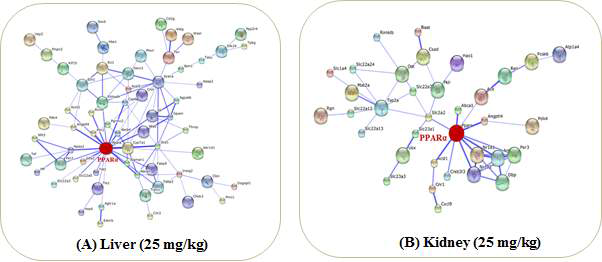 PPI Analysis of DEGs and proteins in the liver and kidney of CsA-treated group