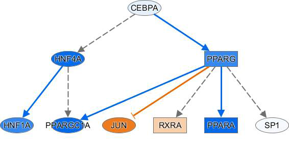 Representative regulator of mechanistic network in the kidney of FK506-treated group