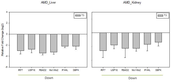 Validation of gene expression of target genes for IRF7 in the liver and kidney of AMD-treated group by qRT-PCR