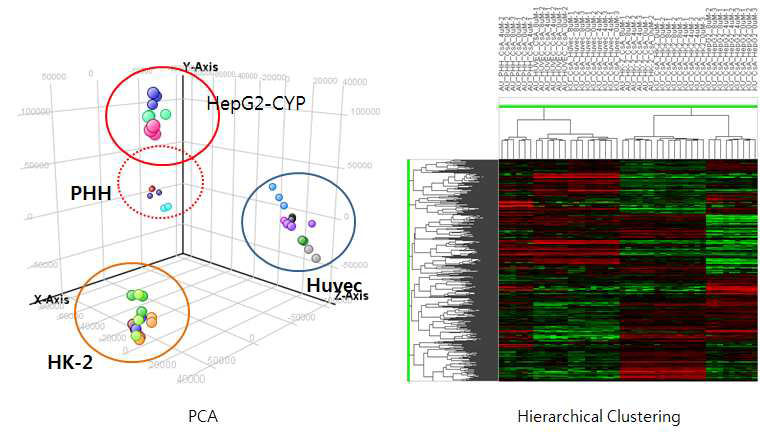 PCA and hierarchical clustering of DEGs in the three different cells of CsA-treated group