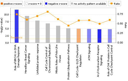 Canonical pathway analysis of DEGs in the HepG2/CYP of CsA-treated group