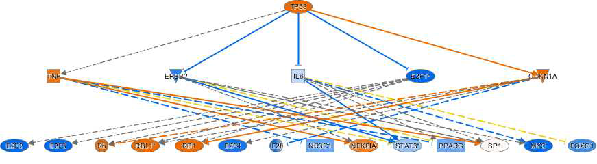 Representative regulator of mechanistic network in the HepG2/CYP of CsA-treated group