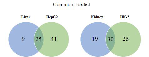 Common Tox list of DEGs for the CsA-treated group between in vivo and in vitro model