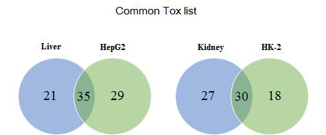 Common Tox list of DEGs for the FK506-treated group between in vivo and in vitro model