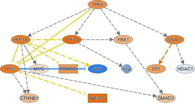 Representative regulator of mechanistic network in the HK-2 of CLT-treated group