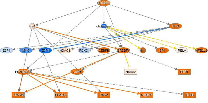 Representative regulator of mechanistic network in the HepG2/CYP of AMD-treated group