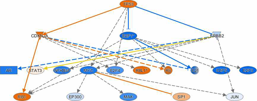 Representative regulator of mechanistic network in the HepG2/CYP of IM-treated group