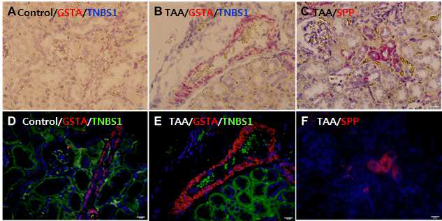 Validation of target gene expression related to oxidative stress in the kidney of TAA-treated group by in situ RNA hybridization