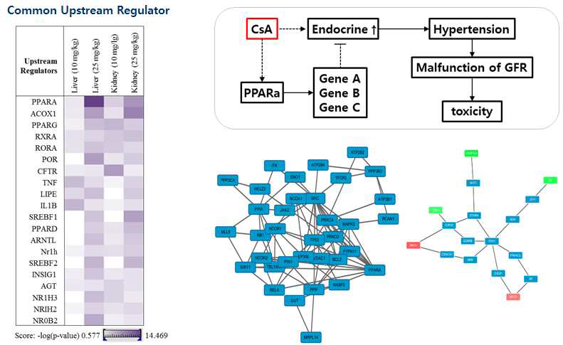 Analysis of Upstream regulator and target gene finding of PPAR-a in the CsA-treated group