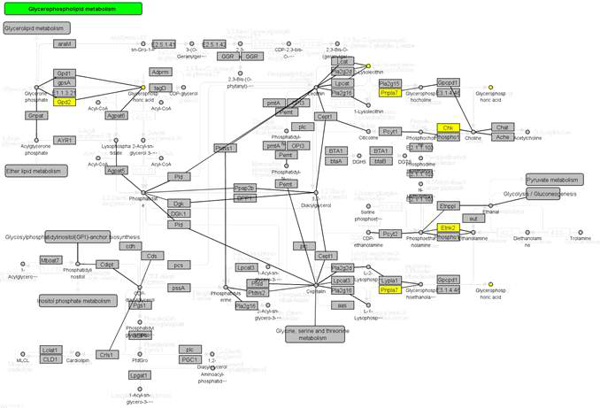 Omics data integrated pathway – Glycerophospholipid metabolism