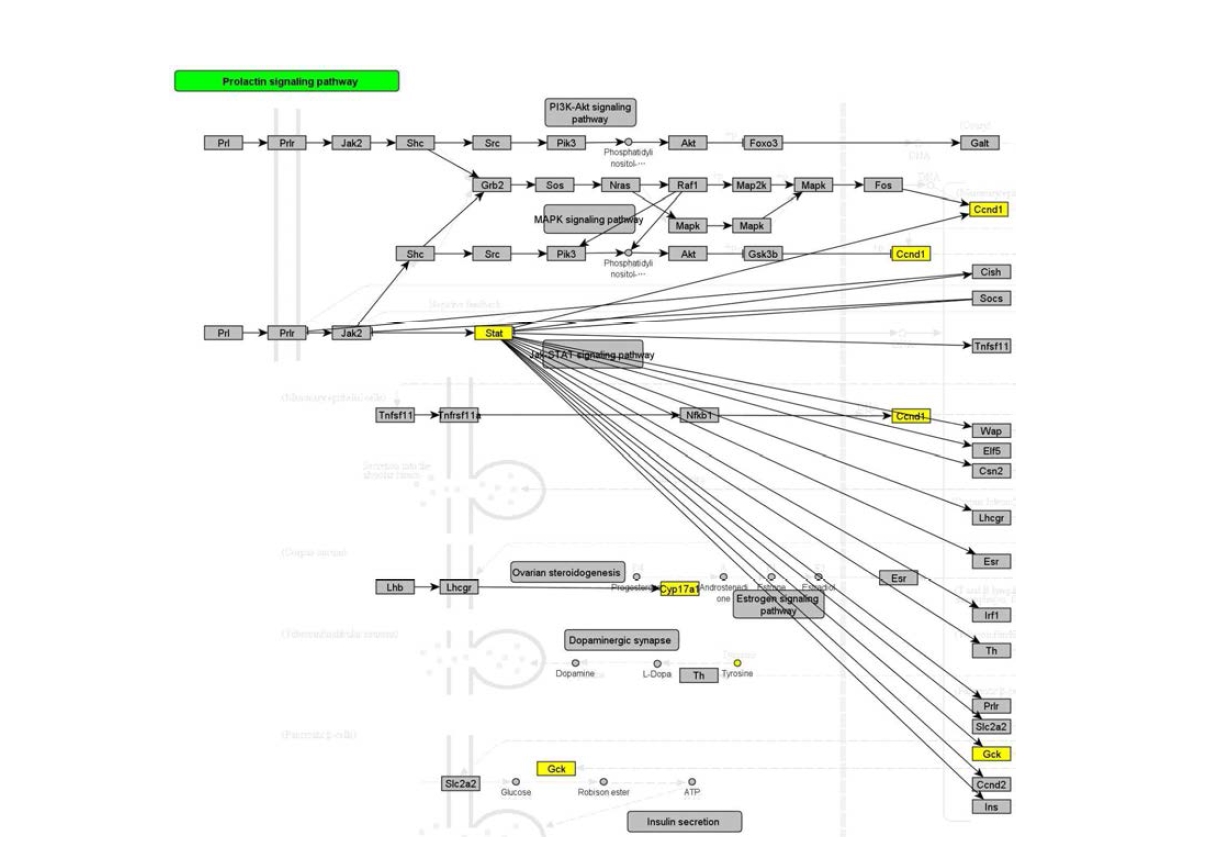 Omics data integrated pathway – Prolactin signaling pathway