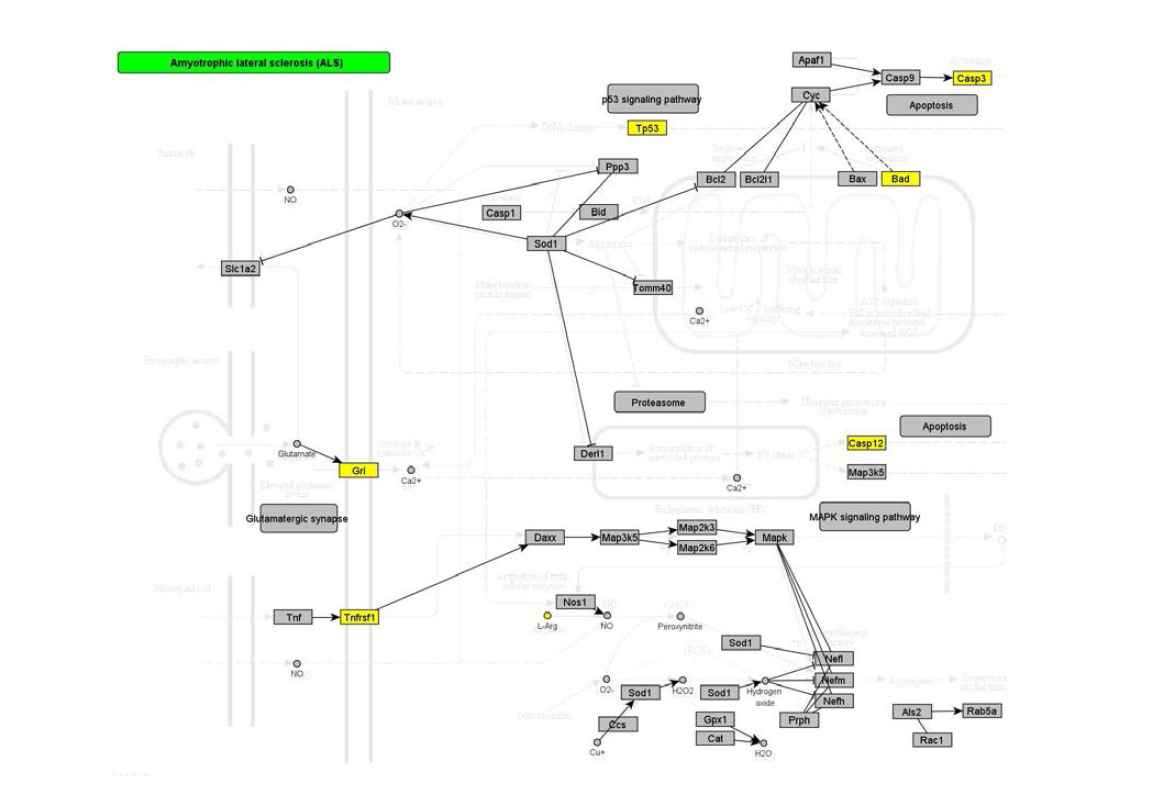 Omics data integrated pathway – Amyotrophic lateral sclerosis (ALS)