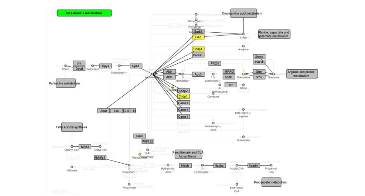 Omics data integrated pathway – beta-Alanine metabolism