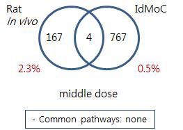 Comparison of Rat and IdMOC model -Thioacetamide kidney middle
