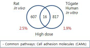 Comparison of Rat and TG-GATE human in vitro –Amiodarone liver high