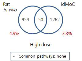 Comparison of Rat and IdMOC model –Indomethacin kidney high