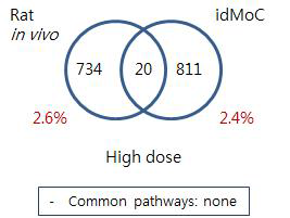 Comparison of Rat and IdMOC model –Puromycin liver high