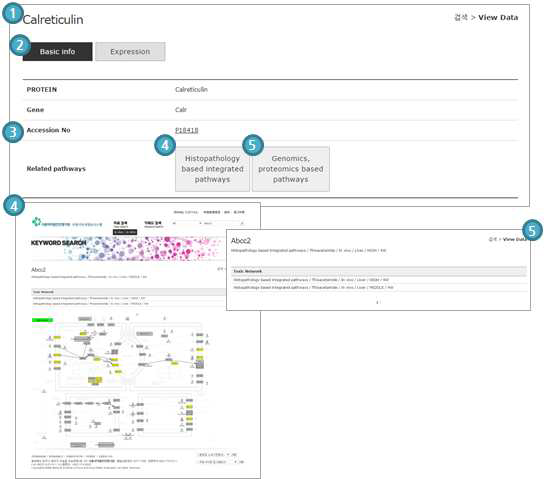 Database procedure-keyword search, protein basic info