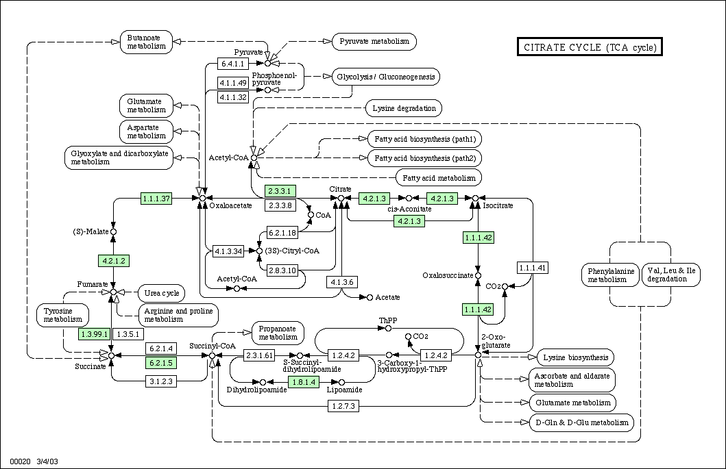 An example of pathway visualization in the KEGG