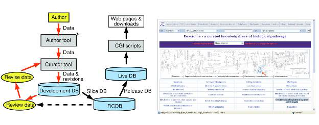 The workflow of pathway collection in the reactome