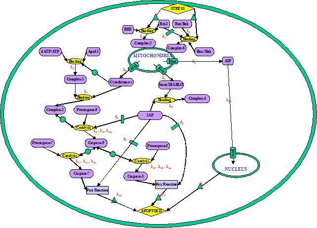 In silico model of cell death mechanism