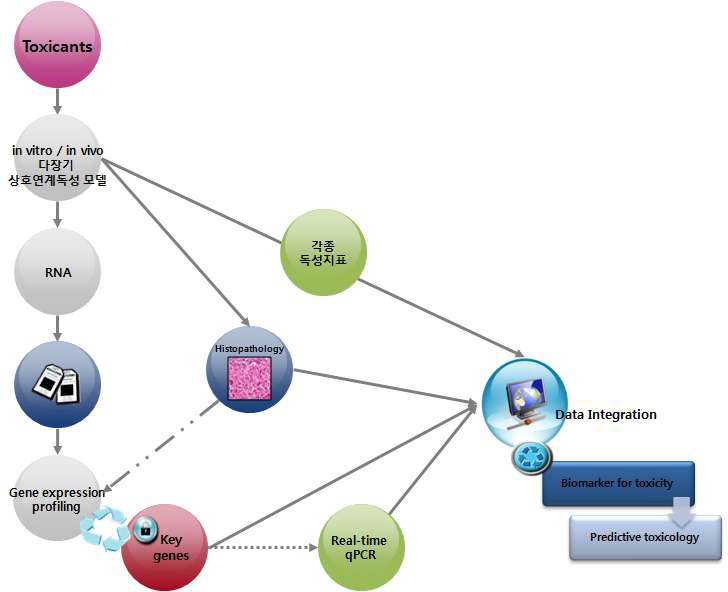 독성유전체 기반 독성지표개발 연구의 흐름도
