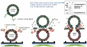 시냅토태그민-1 단백질이 생체막 결합 동역학에 미치는 역할을 확인하는 단소포체 FRET 실험 모식도