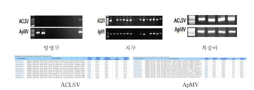 양앵두, 자두, 복숭아 바이러스 유전자 정밀진단 및 염기서열 분석