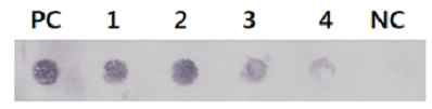 Dot blot hybridization에 의한 호프왜화바이로이드(HSVd) 검정