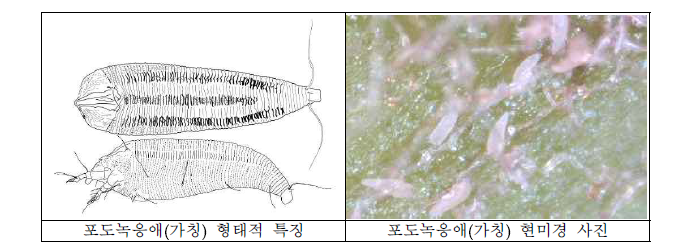 포도녹응애(가칭)의 형태적 특징