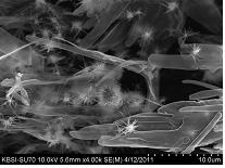 4-HR과 수산화인회석 결합물 의 주사전자현미경 소견