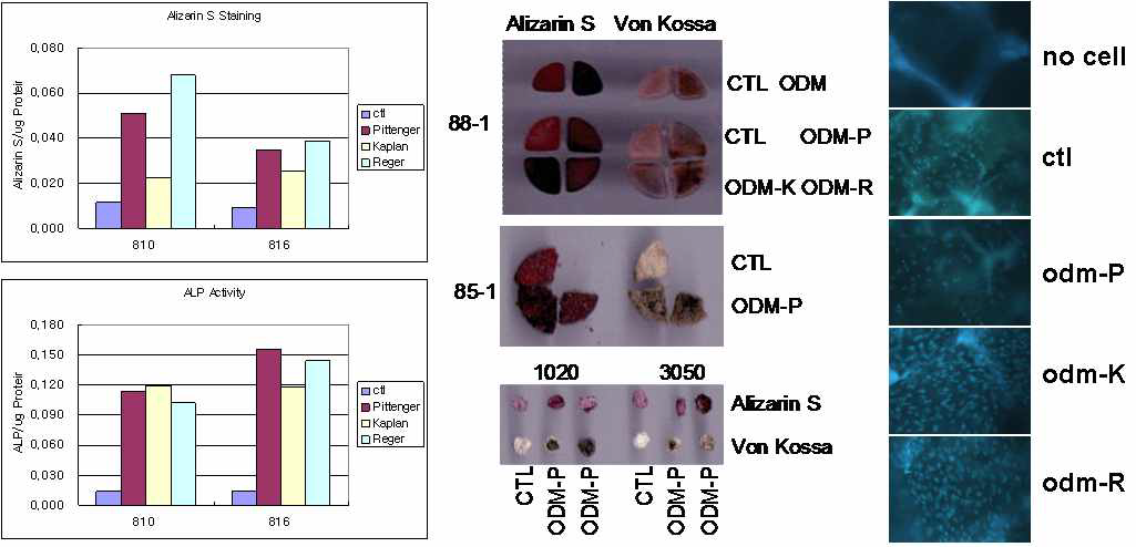 줄기세포를 접종한 실크 3차원지지체에서의 골모세포 분화 ALP활성, Alizarin S 염색, von Kossa 염색으로 확인(좌). 실크지지체 내에 분화유도된 골모세포의 존재를 DAPI 염색으로 확 인(우).
