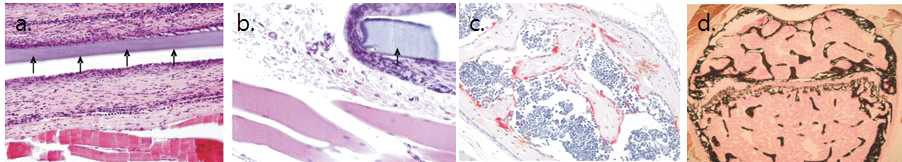 CNT/silk fibroin을 함유한 재료를 백서에 이식한 조직병리검사 결과 (a, b) 및 골형 성 과정 평가를 위한 특수염색