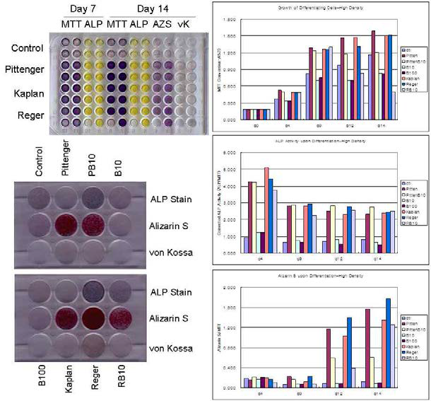 (좌상) 96-well plate를 이용한 줄기세포 생장 및 분화도 측정. (좌하) 2주간 분화유도된 줄기세포의 ALP, Alizarin S, von Kossa 염색 양상. B10 또는 B100- BMP-2 10 또는 100 ng/ml 처리. PB10 및 RB10-Pittenger 배지와 Reger배지에 10 ng/ml BMP-2 첨가. (우) 분화유도 된 줄기세포의 생장, ALP 활성 및 Alizarin S 염색. (상) 분 화유도된 줄기세포의 생장을 MTT assay로 분석. (중) 분화 유도된 줄기세포의 ALP 활성 (하) 분화유도된 줄기세포의 Alizarin S 염색 정량분석.