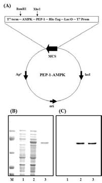 Expression and purification of PEP-1-AMPK fusion protein.