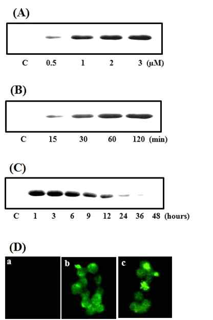 Transduction of PEP-1-AMPK fusion proteins