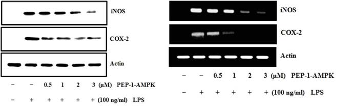 Inhibitory effect of transduced PEP-1-AMPK fusion proteins on LPS-induced iNOS and COX-2 protein expression levels and mRNA expression levels in Raw 264.7 cells.