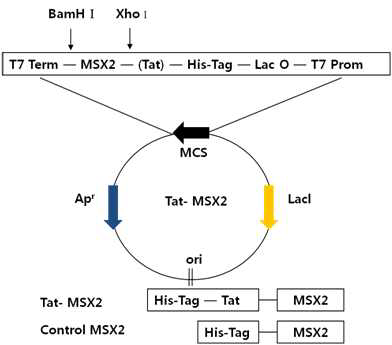 Schematic diagram of Tat-MSX2 expression vector.