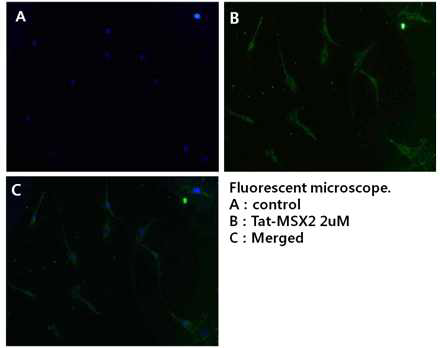 After FITC-labeled Tat-MSX2 (3μM) was transduced into osteoblast cells, the cells were washed twice with trypsin-EDTA, PBS and immediately observed by fluorescence microscopy.