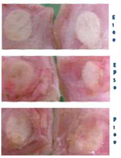 실크 나노섬유막의 rat 진피하 삽입 후 육안적 조직 관찰 (삽입 후 2주).
