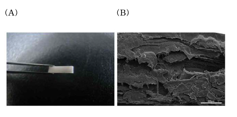 Silk fibroin/Bacterial cellulose 복합 플레이트 sample 및 SEM사진.
