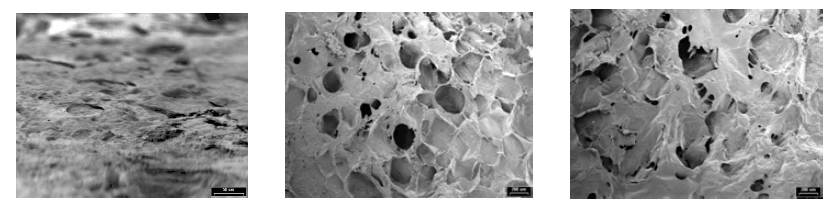 실크단백질 원재료 무게에 따른 프레스형 스케폴드의 표면사진