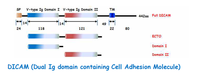 DICAM 구조; Cell adhesion 관련된 유전자로 442개 아미노산으로 구성됨.