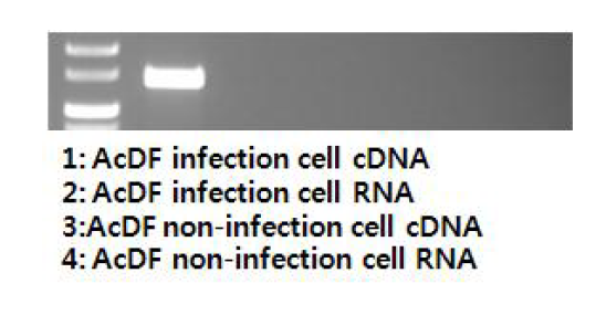 바이러스 형성 3일 후 감염 및 증식된 세포를 수거하여 RT-PCR을 통한 목적 유전자 발현 유무 확인.