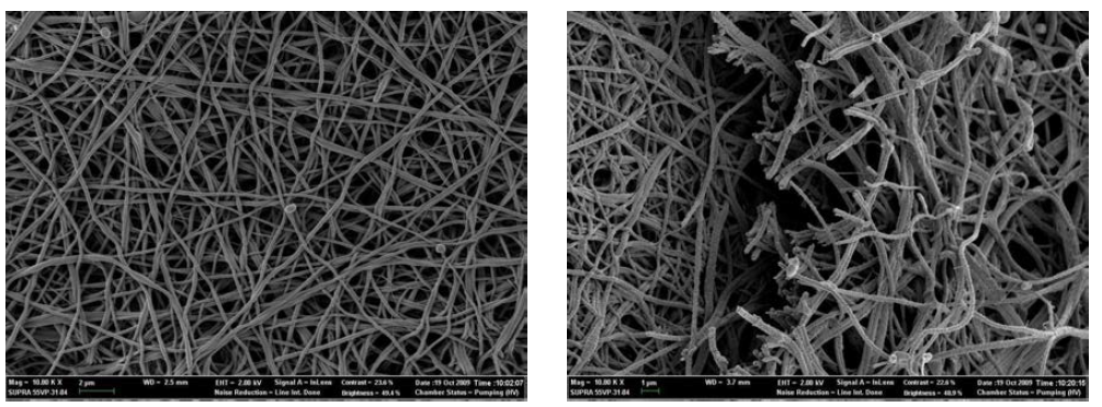 에탄올 처리한 실크 나노섬유 막을 교반기에서 만 3일(좌), 7일(우)간 배양한 후의 주 사전자현미경 사진.